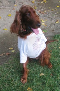 Maddie - 1 week after surgery with her t-shirt