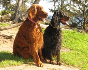 At our favorite off leash dog area- The Michael Douglas Family Preserve in Santa Barbara!